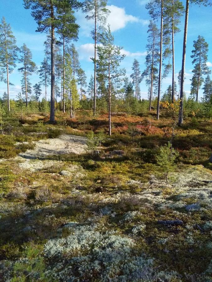 Villa Tiirinkallio นิลเซีย ภายนอก รูปภาพ